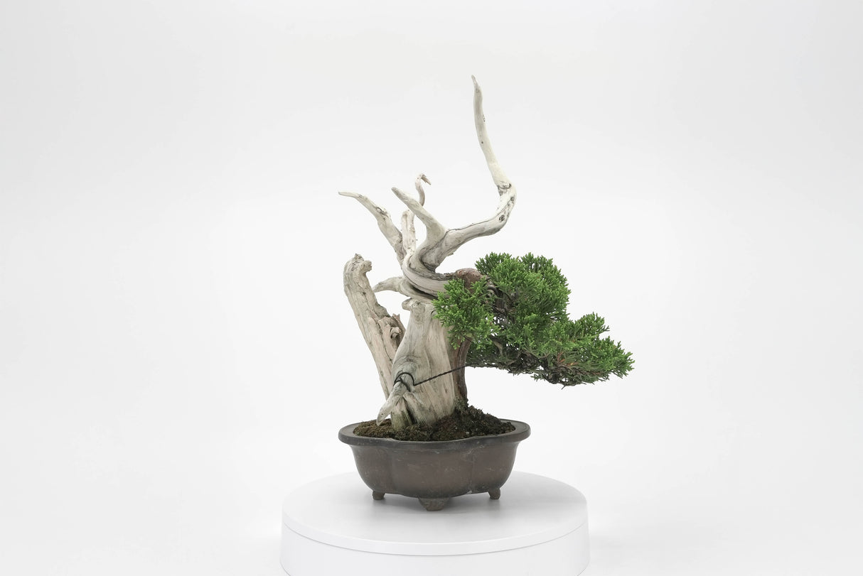 真柏 平松 No.003|小品盆栽