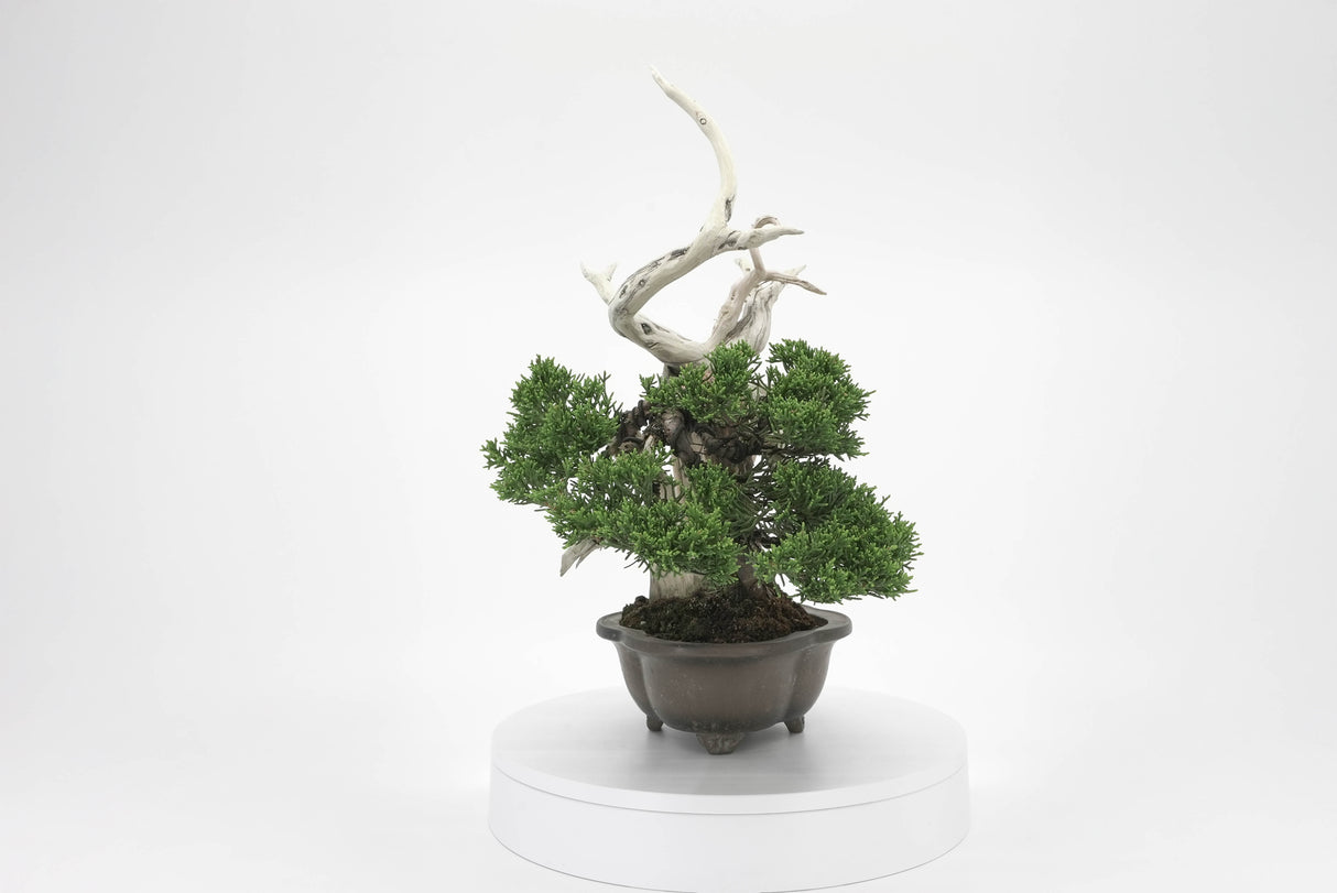 真柏 平松 No.003|小品盆栽