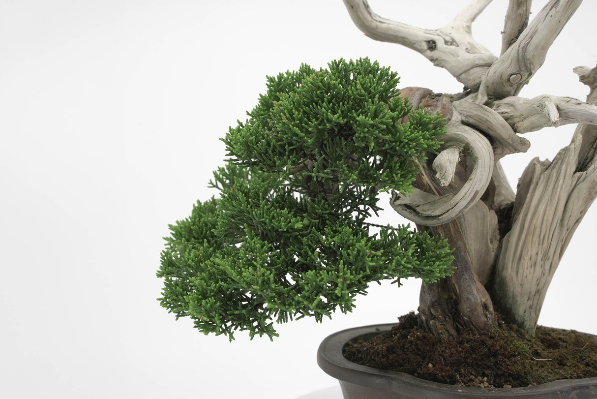 真柏 平松 No.003|小品盆栽