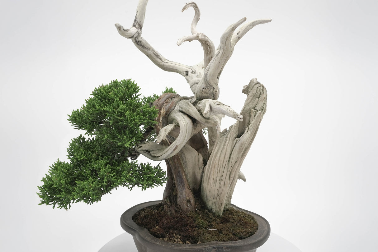 真柏 平松 No.003|小品盆栽