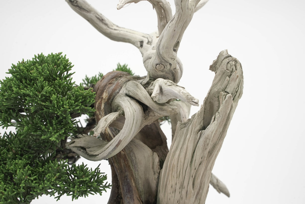 真柏 平松 No.003|小品盆栽