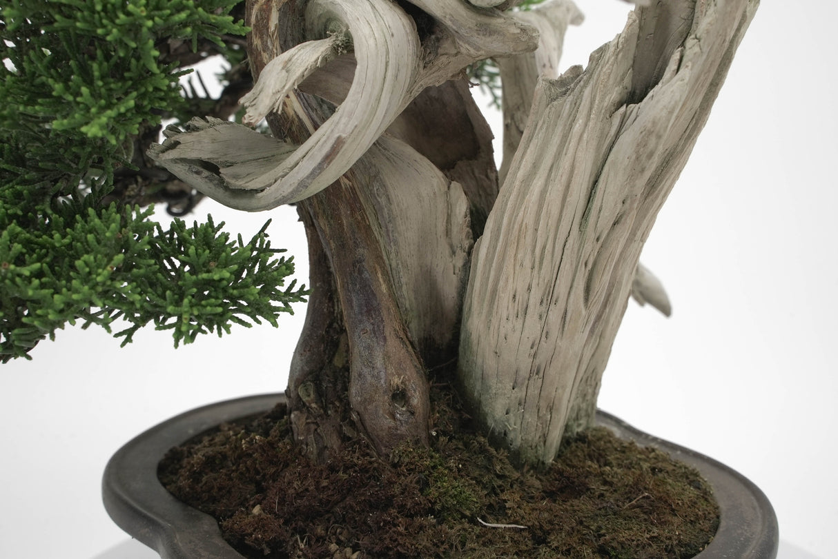 真柏 平松 No.003|小品盆栽