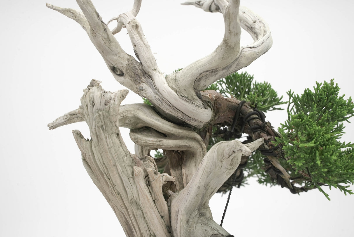 真柏 平松 No.003|小品盆栽