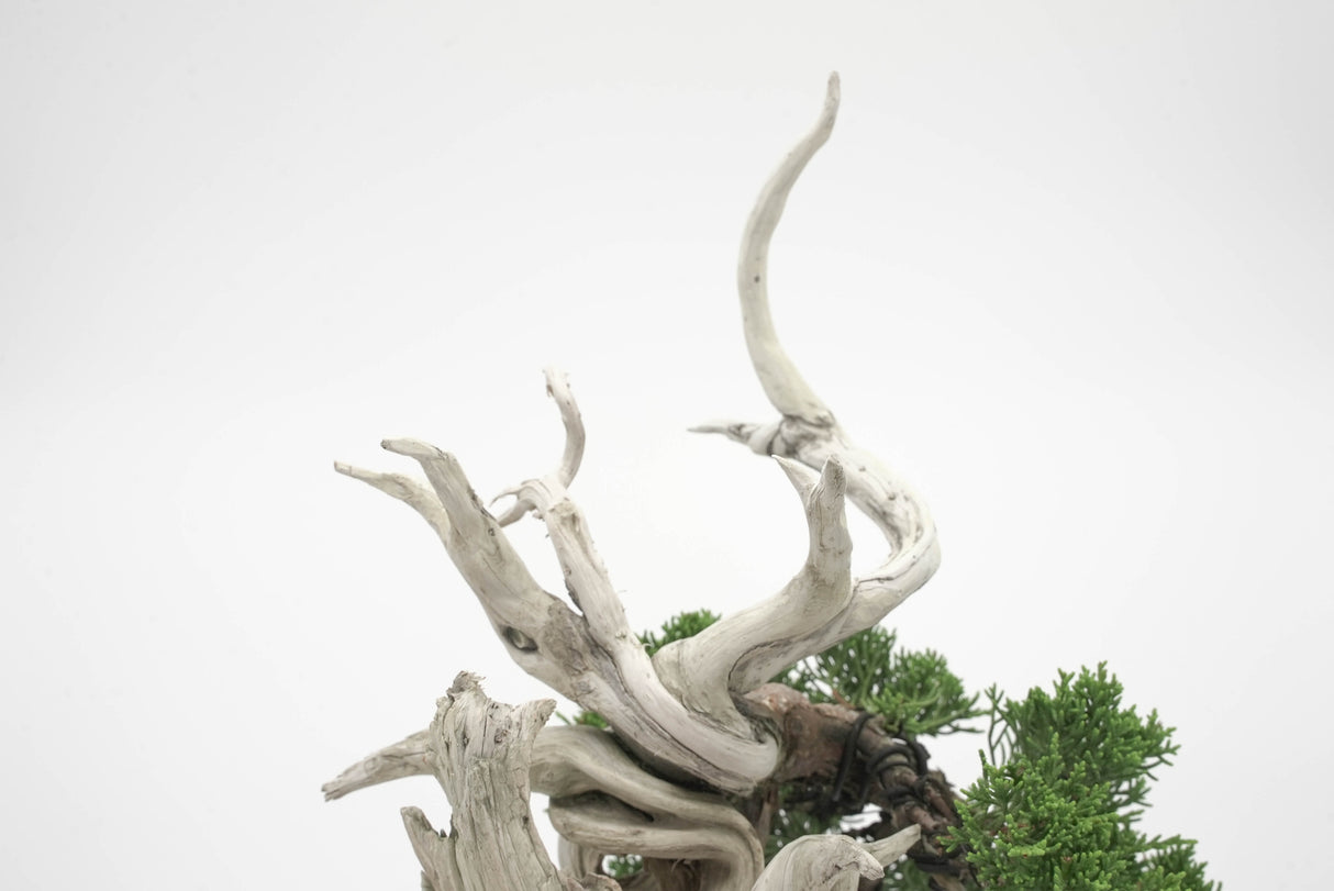 真柏 平松 No.003|小品盆栽