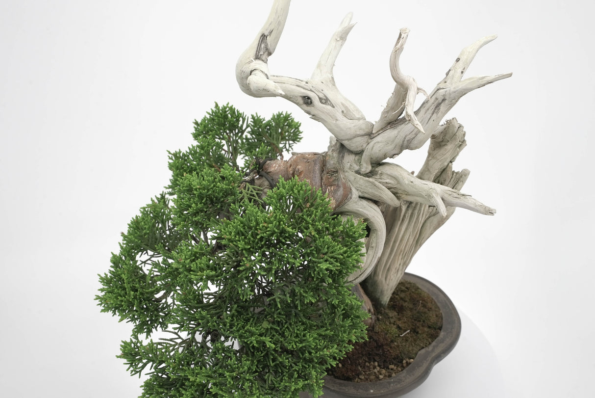 真柏 平松 No.003|小品盆栽