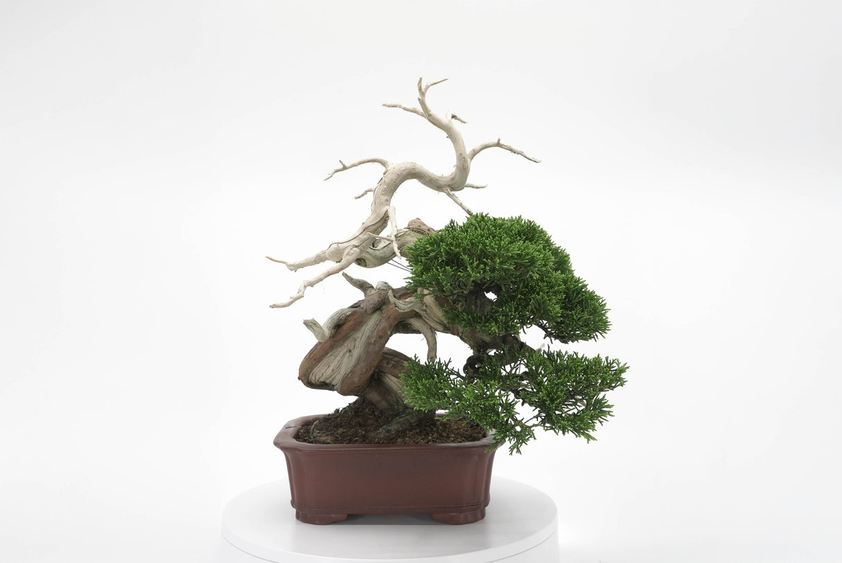 真柏 平松 No.008|小品盆栽