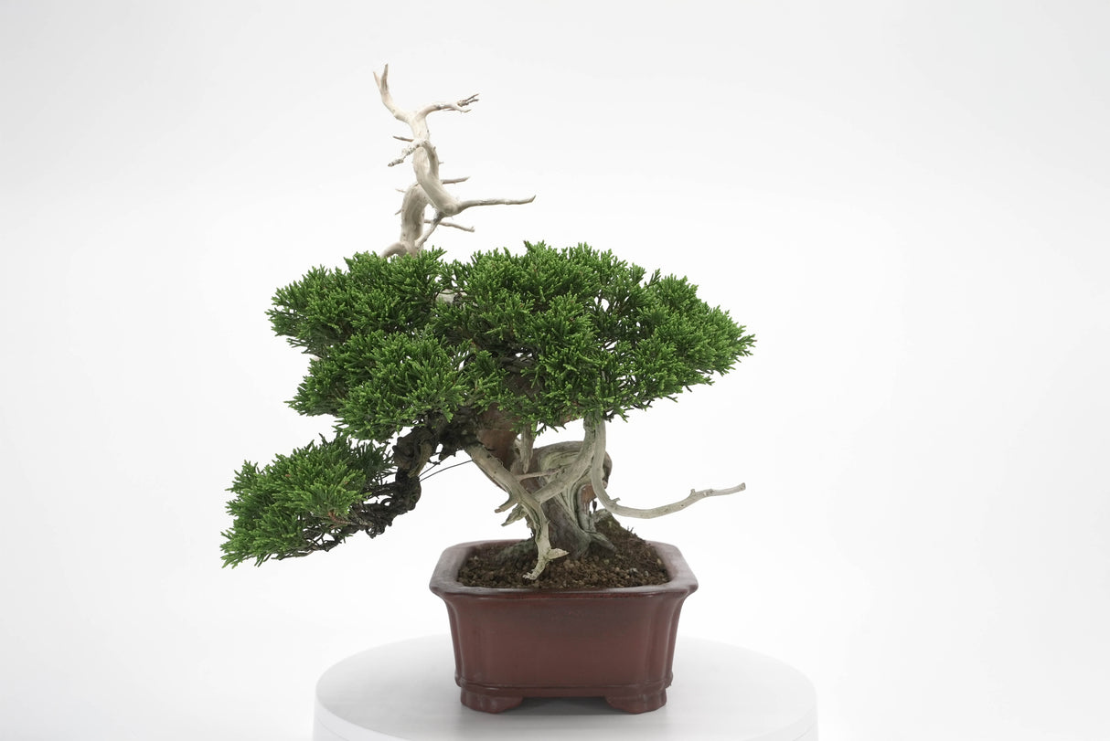 真柏 平松 No.008|小品盆栽