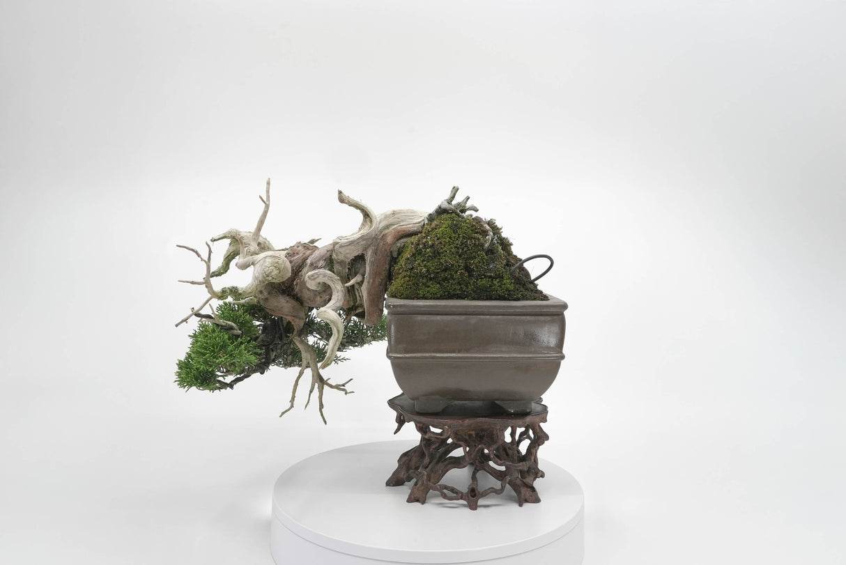 真柏 平松 No.004|小品盆栽