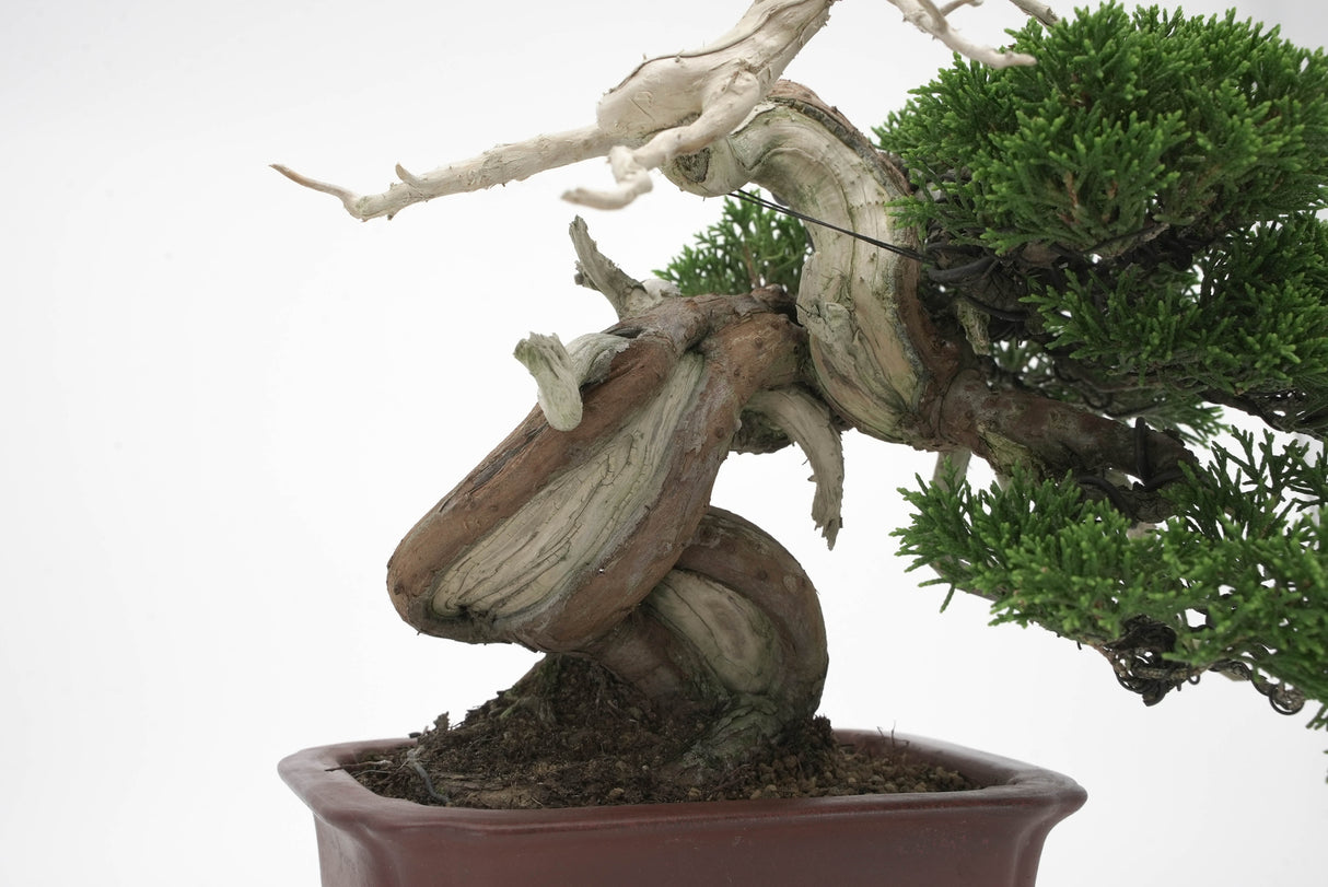 真柏 平松 No.008|小品盆栽