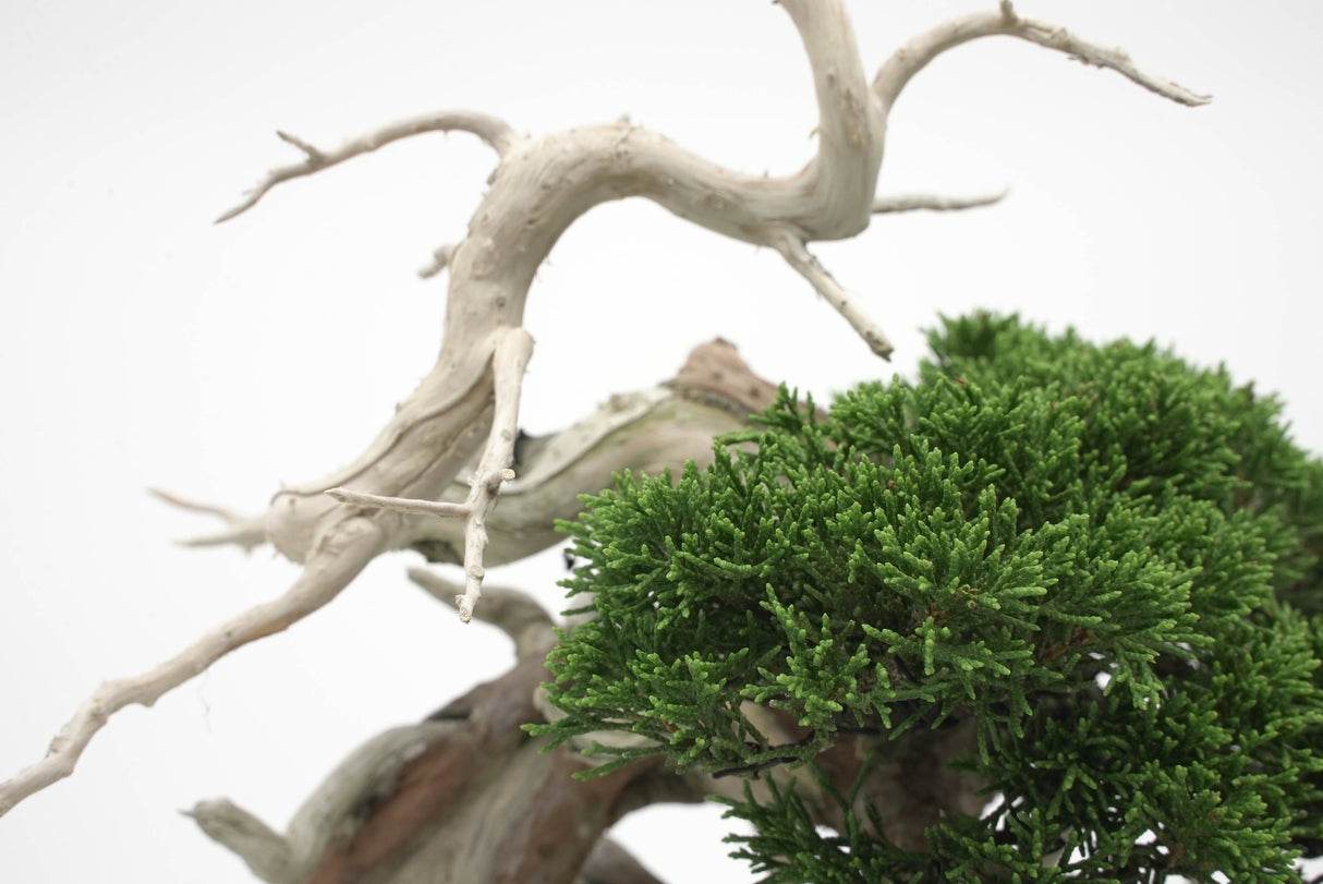 真柏 平松 No.008|小品盆栽