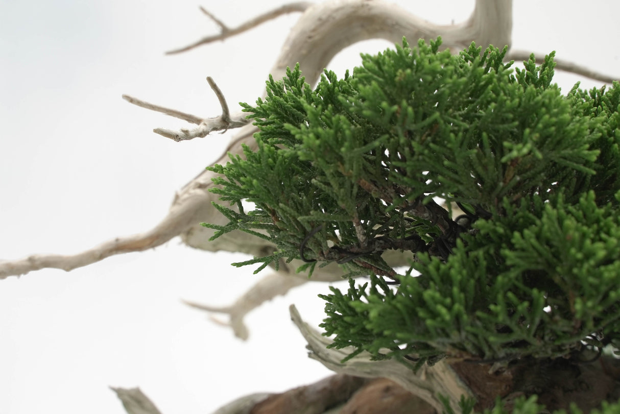 真柏 平松 No.008|小品盆栽