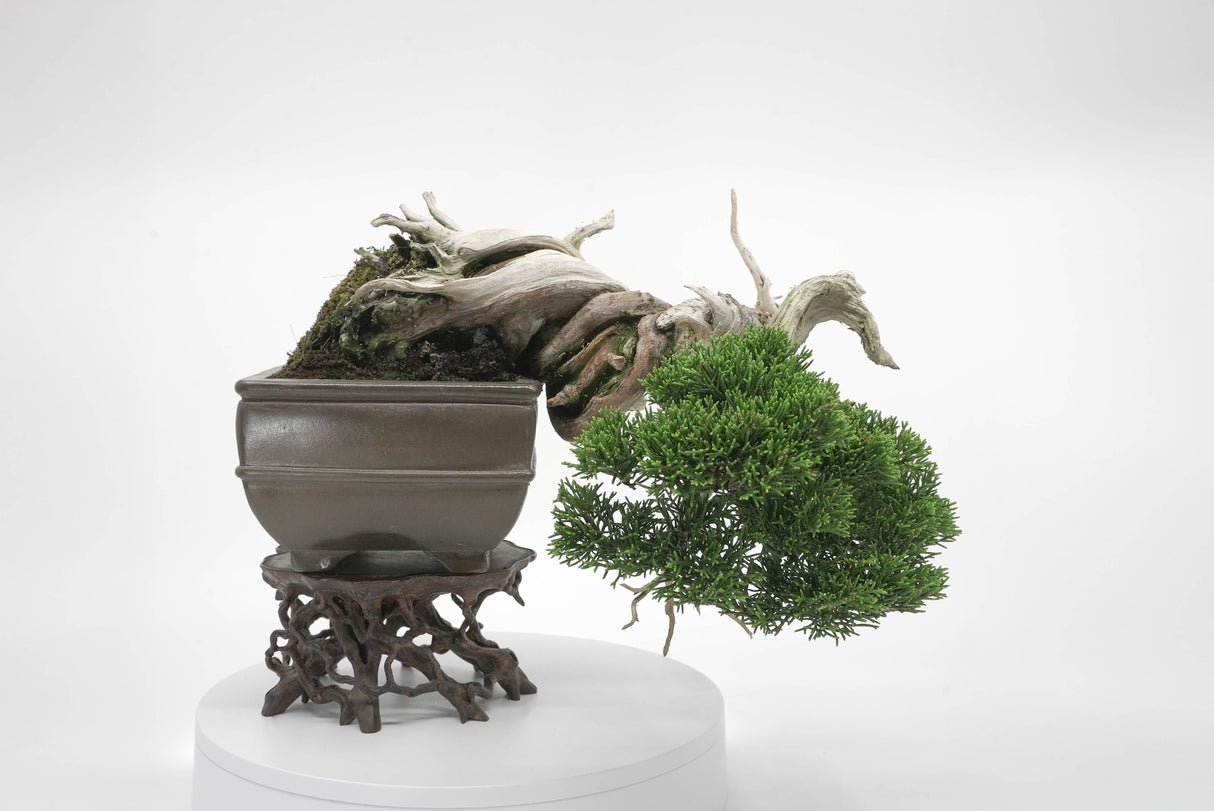 真柏 平松 No.004|小品盆栽