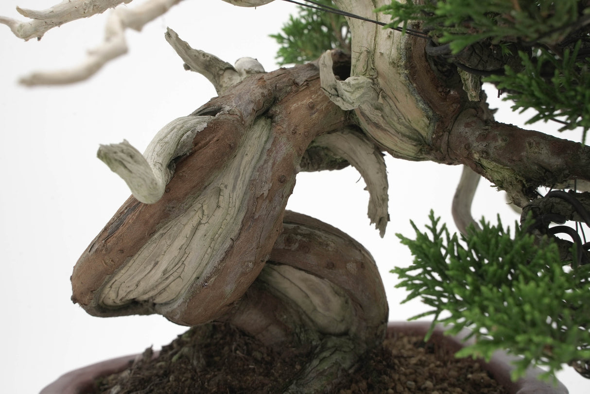 真柏 平松 No.008|小品盆栽