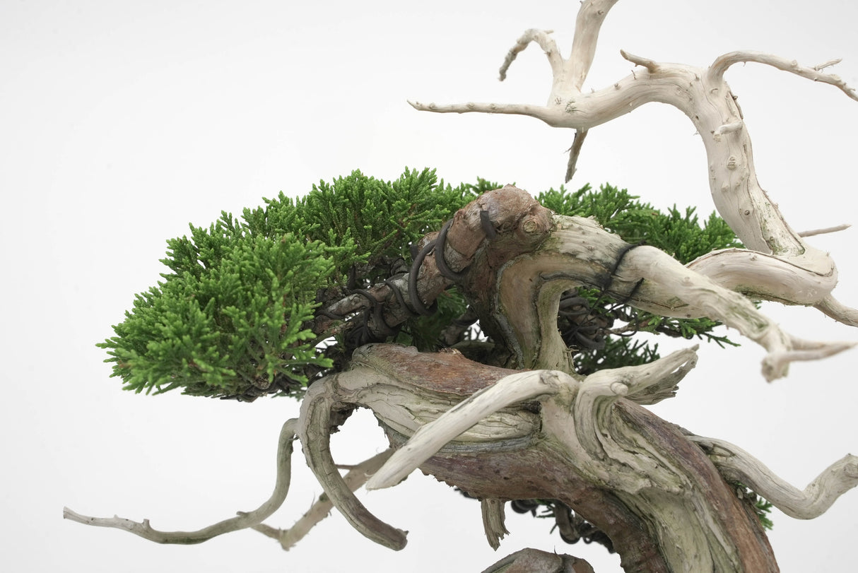 真柏 平松 No.008|小品盆栽