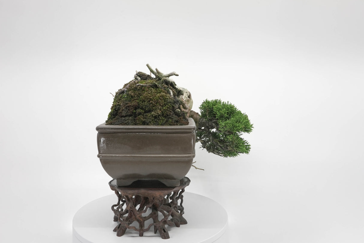 真柏 平松 No.004|小品盆栽