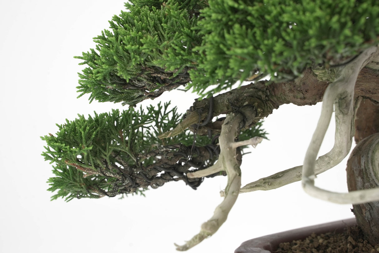 真柏 平松 No.008|小品盆栽