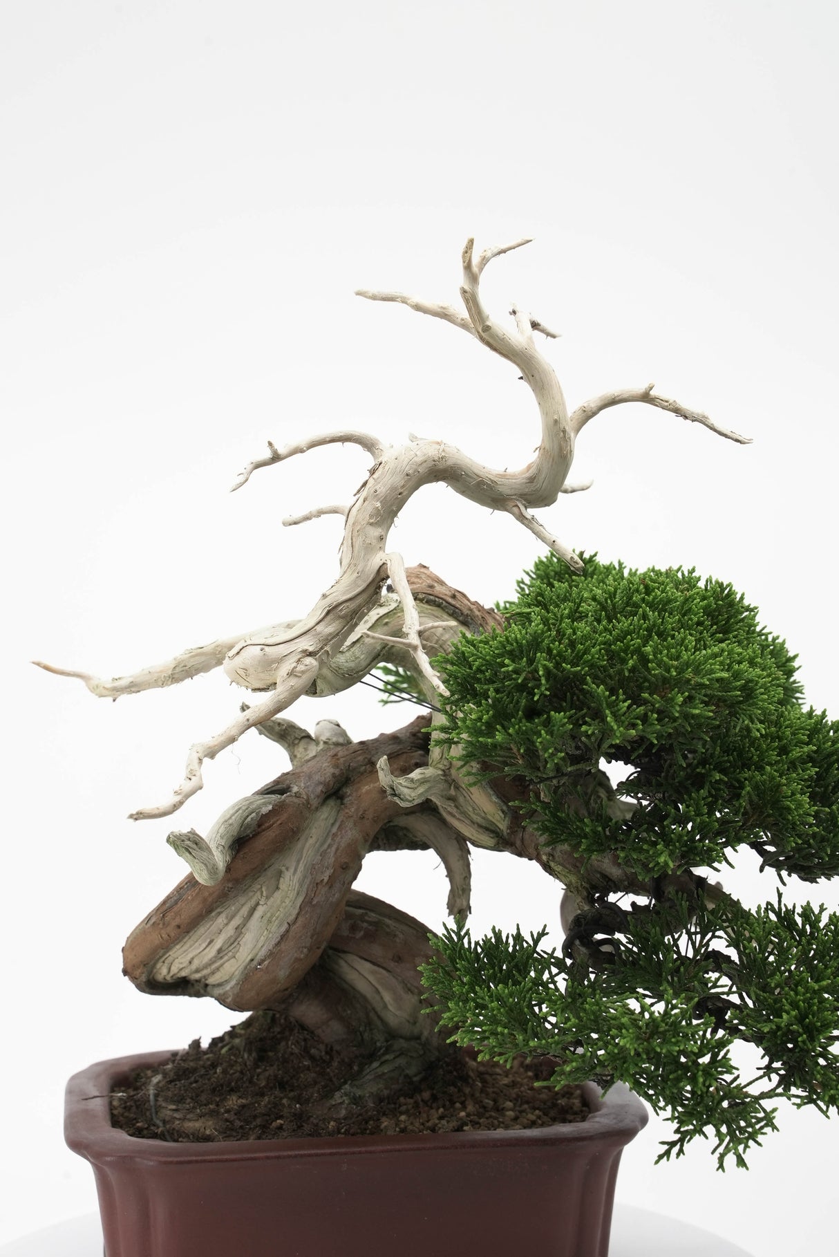 真柏 平松 No.008|小品盆栽