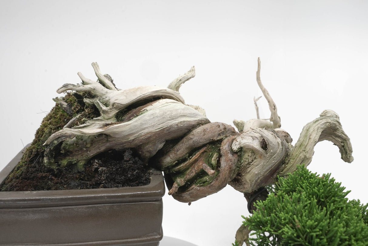 真柏 平松 No.004|小品盆栽