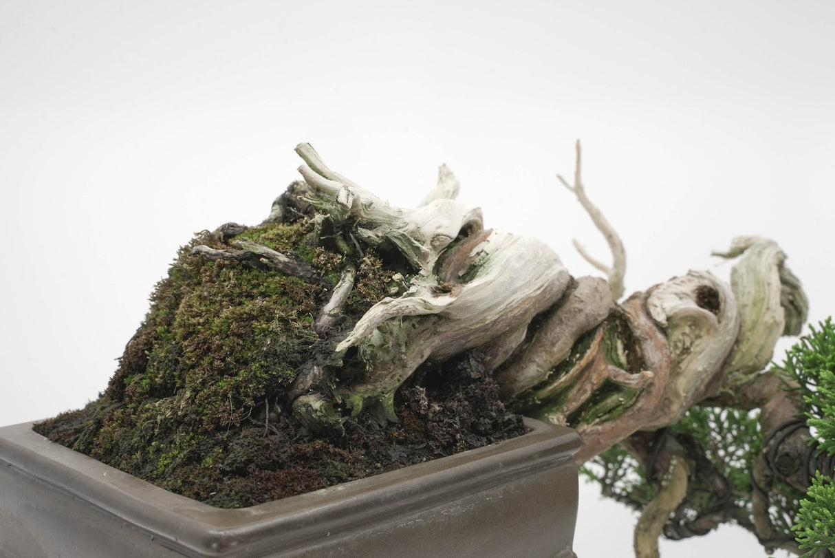 真柏 平松 No.004|小品盆栽