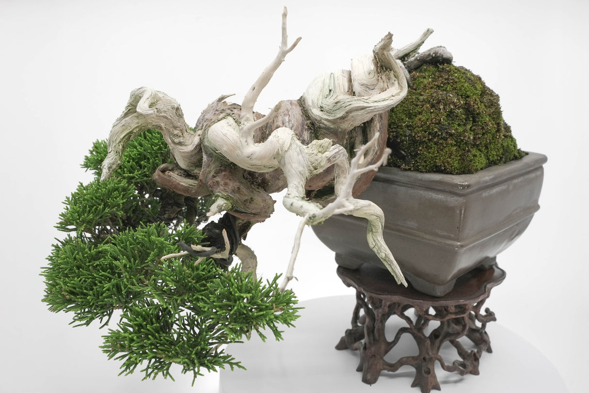 真柏 平松 No.004|小品盆栽