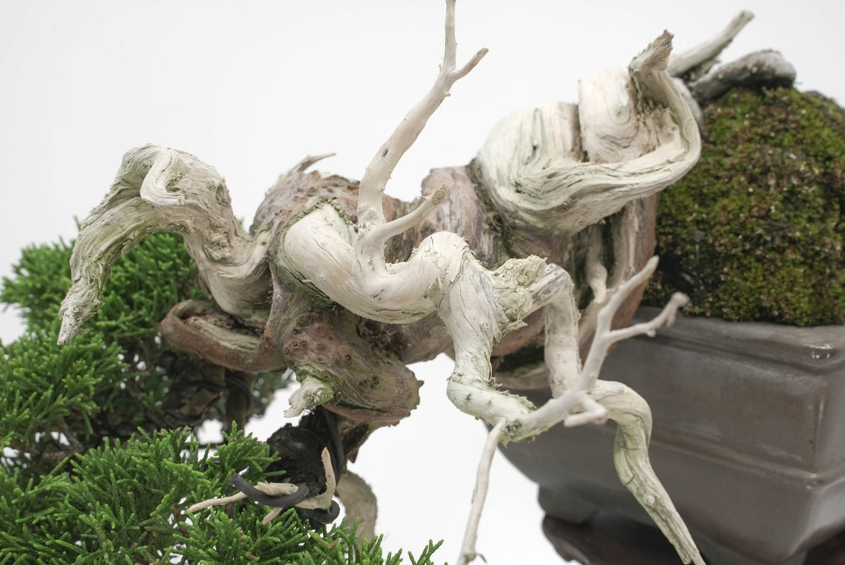 真柏 平松 No.004|小品盆栽