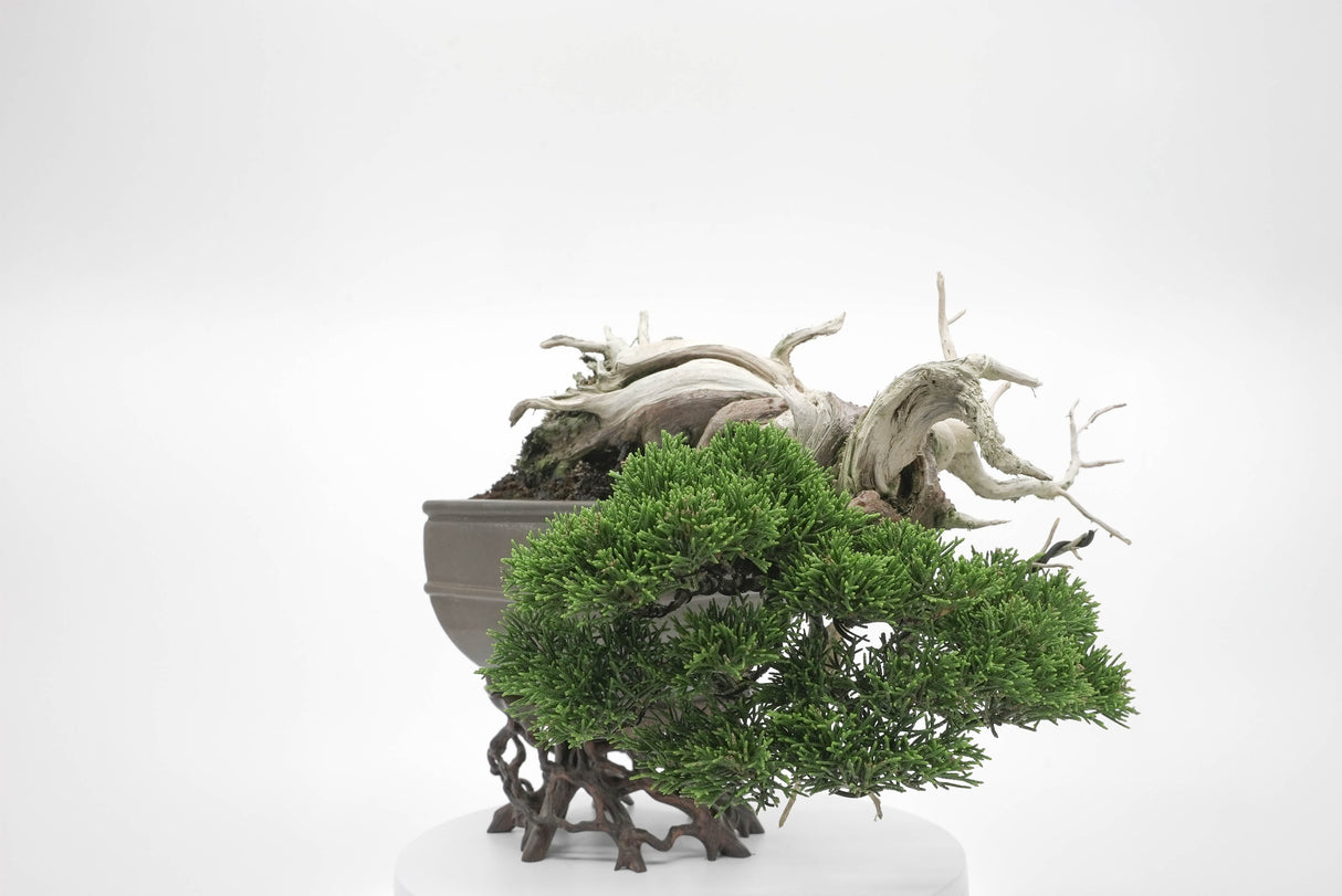 真柏 平松 No.004|小品盆栽