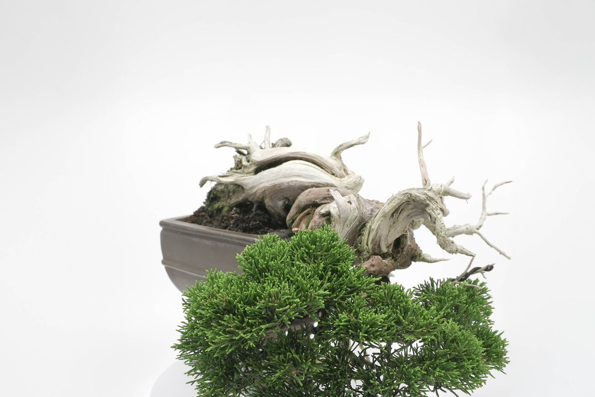 真柏 平松 No.004|小品盆栽