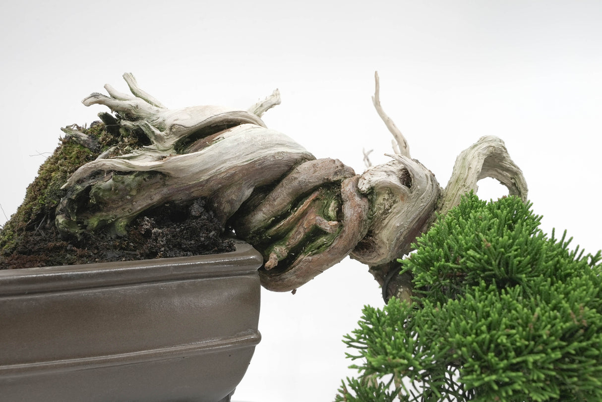 真柏 平松 No.004|小品盆栽