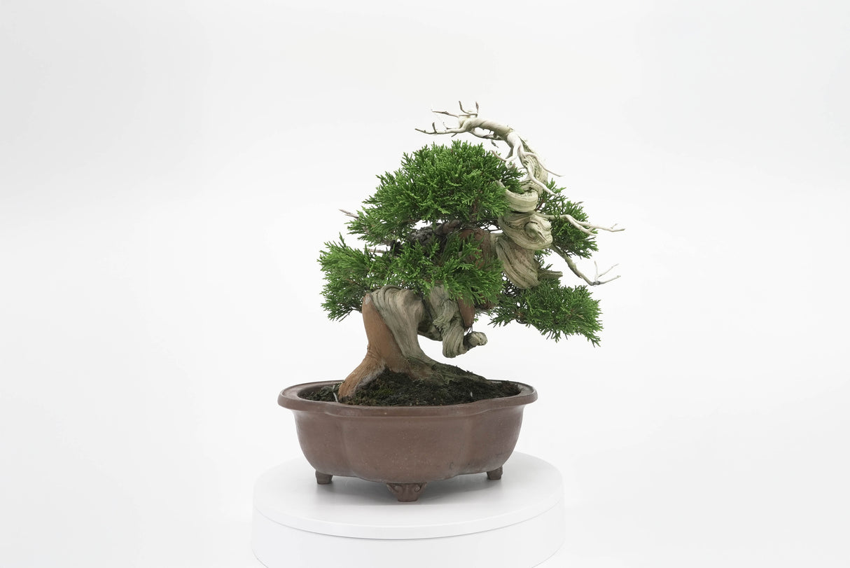 真柏 平松 No.006|小品盆栽