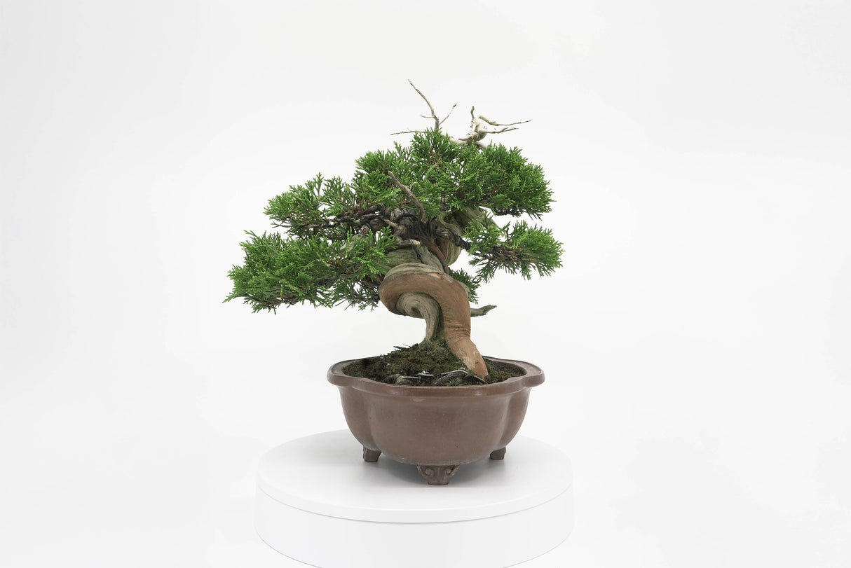 真柏 平松 No.006|小品盆栽