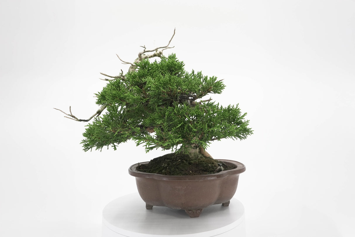 真柏 平松 No.006|小品盆栽