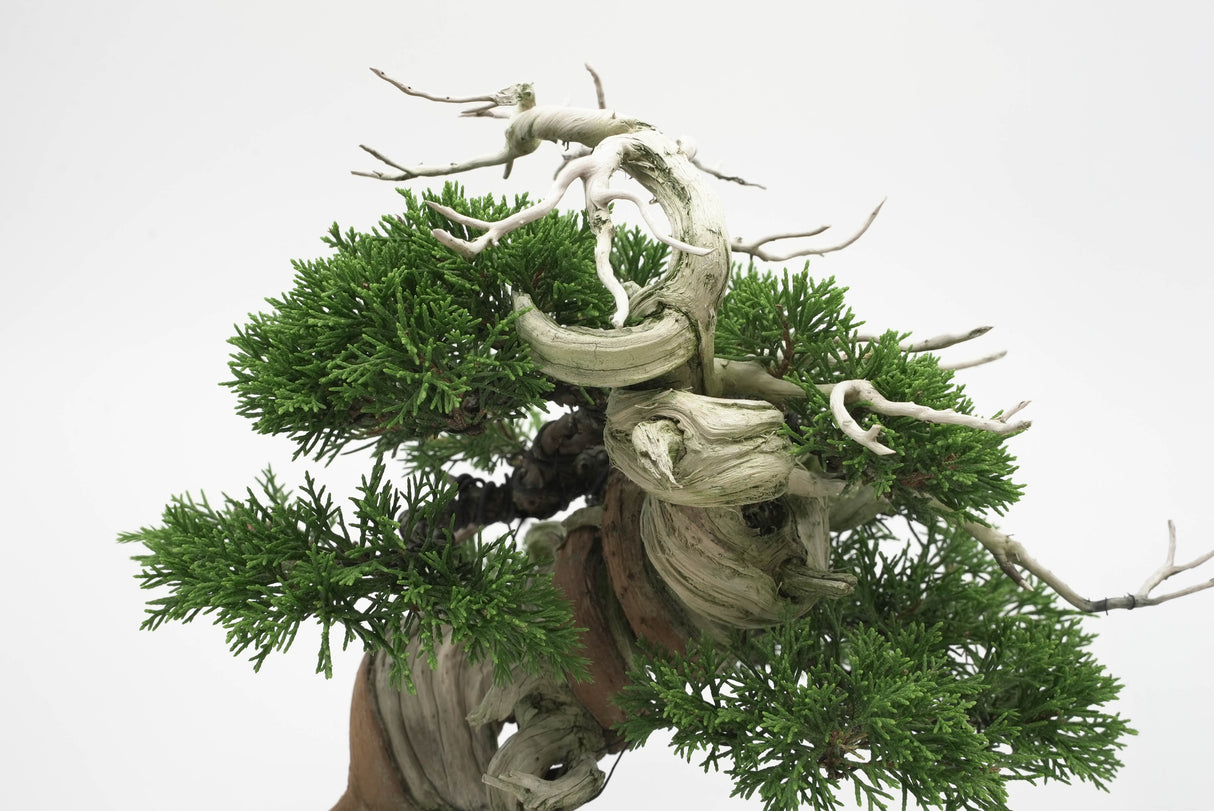 真柏 平松 No.006|小品盆栽