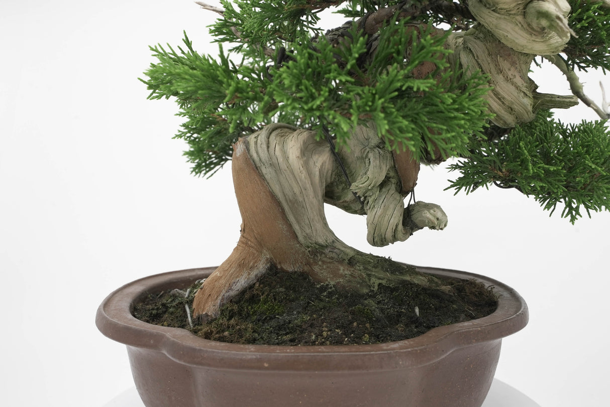 真柏 平松 No.006|小品盆栽