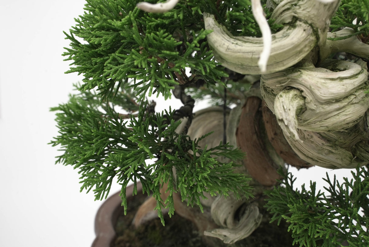 真柏 平松 No.006|小品盆栽