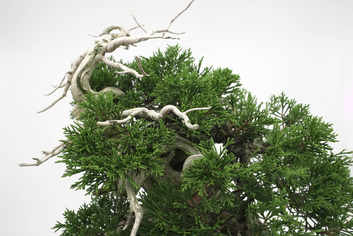 真柏 平松 No.006|小品盆栽