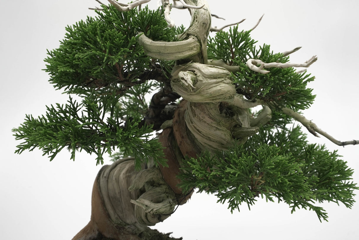 真柏 平松 No.006|小品盆栽