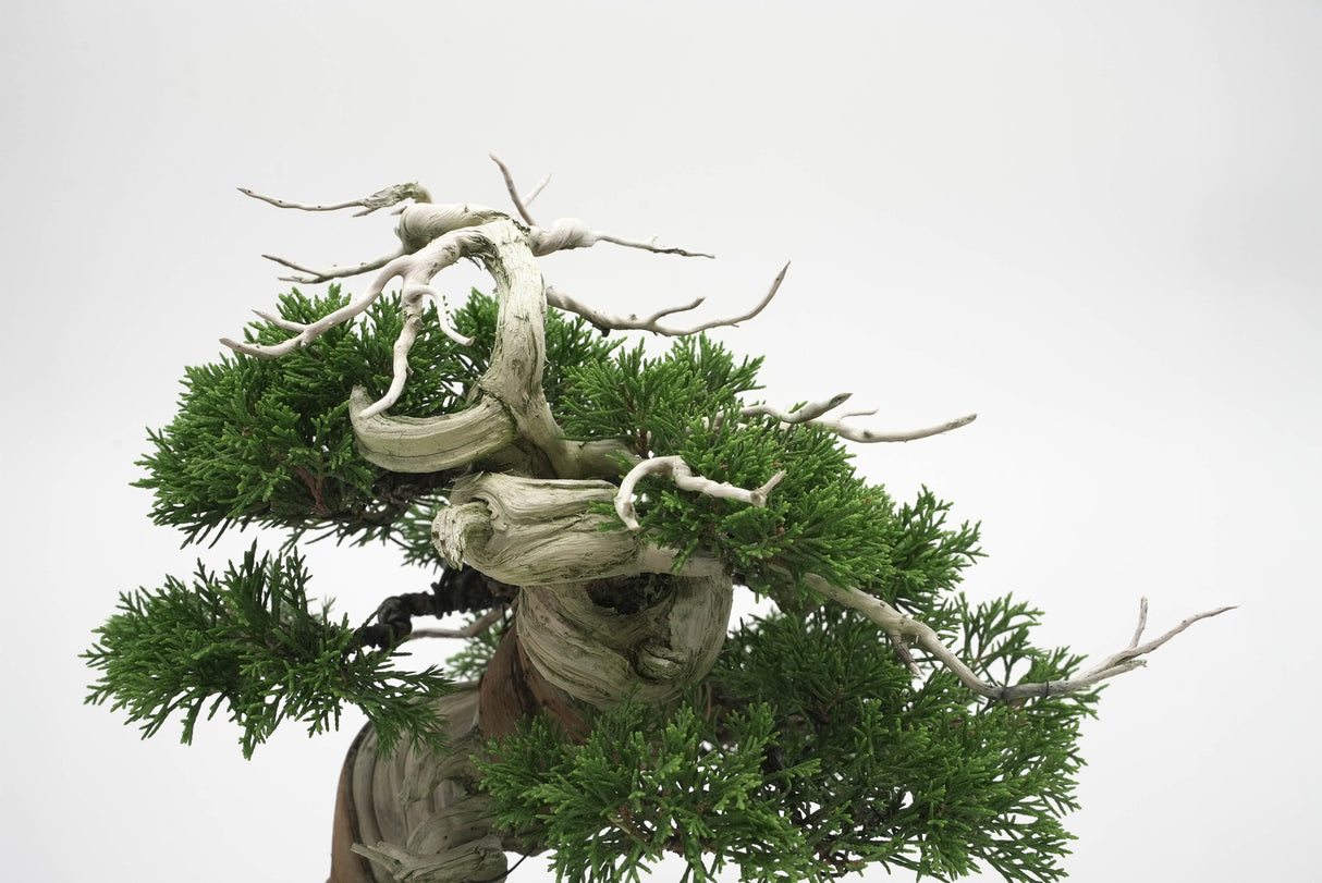 真柏 平松 No.006|小品盆栽