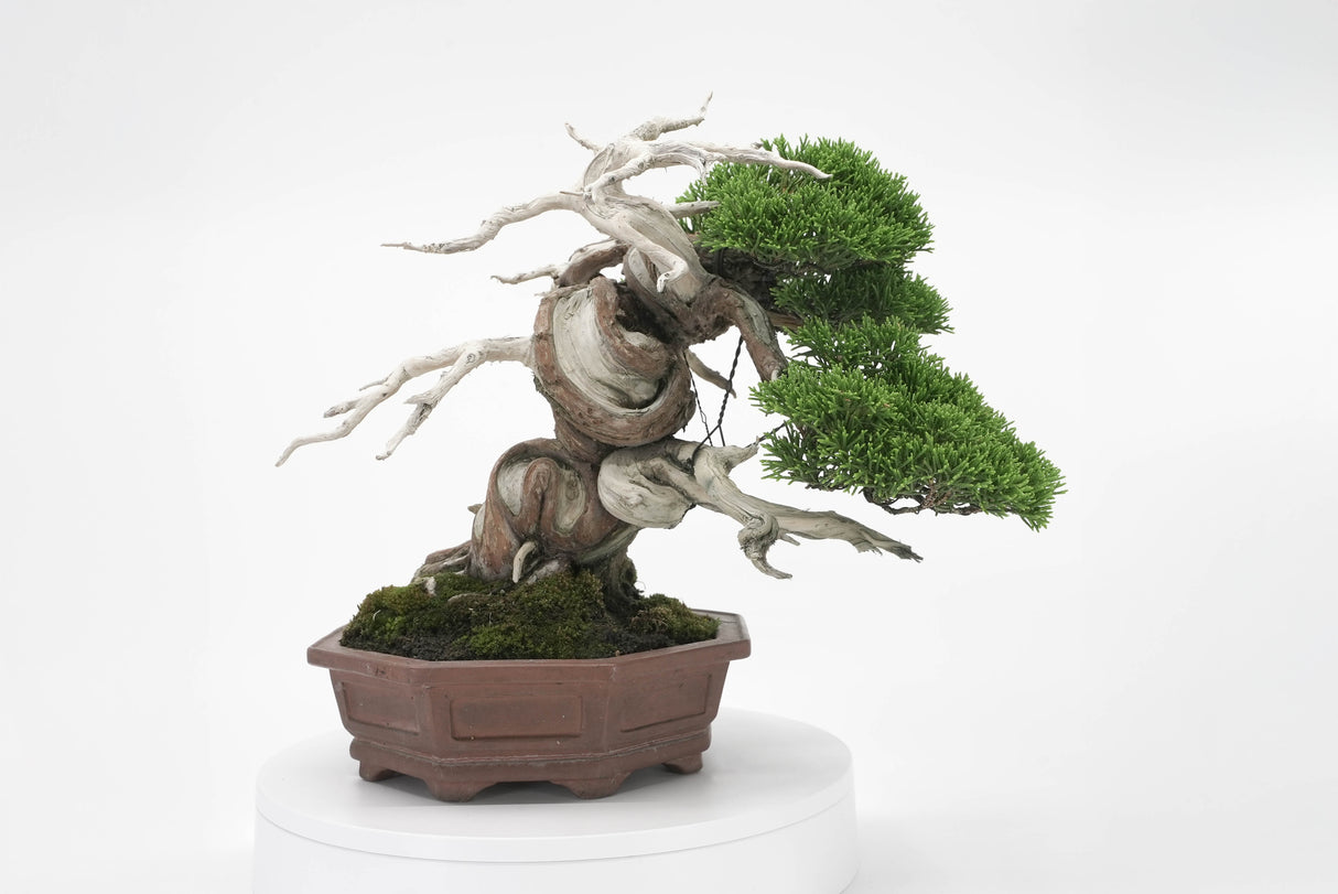 真柏 平松 No.005|小品盆栽