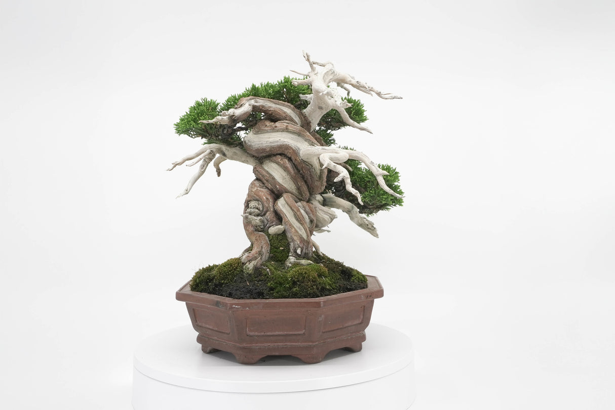 真柏 平松 No.005|小品盆栽