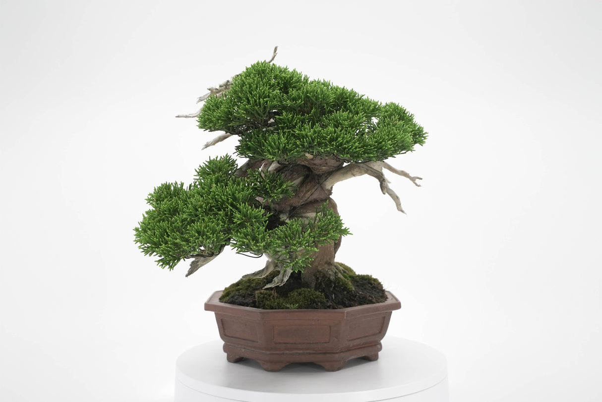 真柏 平松 No.005|小品盆栽