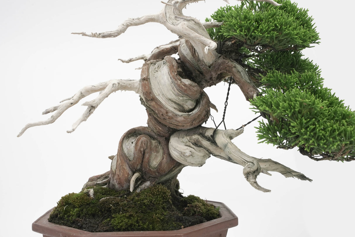 真柏 平松 No.005|小品盆栽