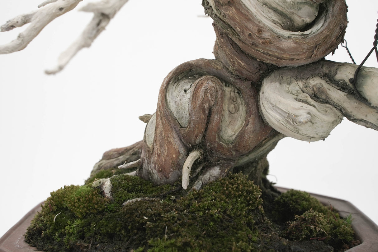 真柏 平松 No.005|小品盆栽