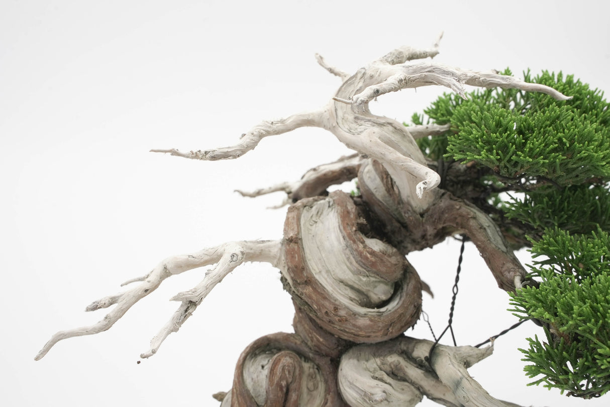 真柏 平松 No.005|小品盆栽