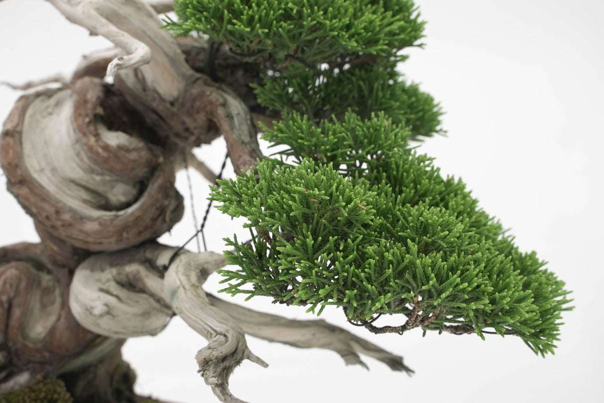 真柏 平松 No.005|小品盆栽