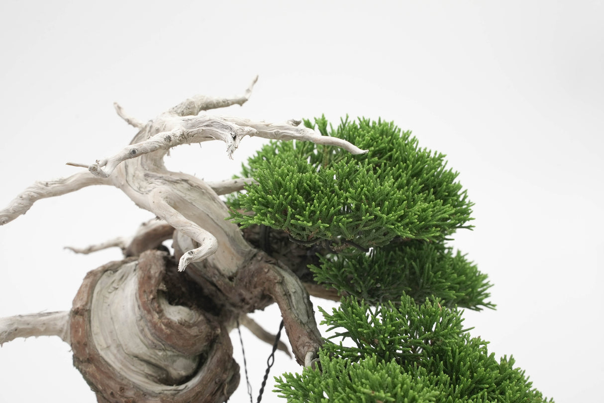 真柏 平松 No.005|小品盆栽