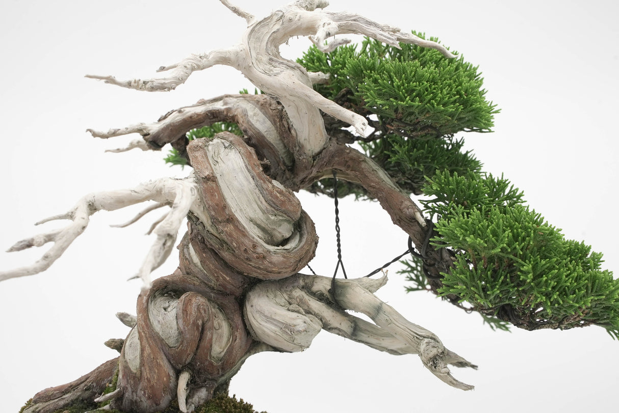 真柏 平松 No.005|小品盆栽