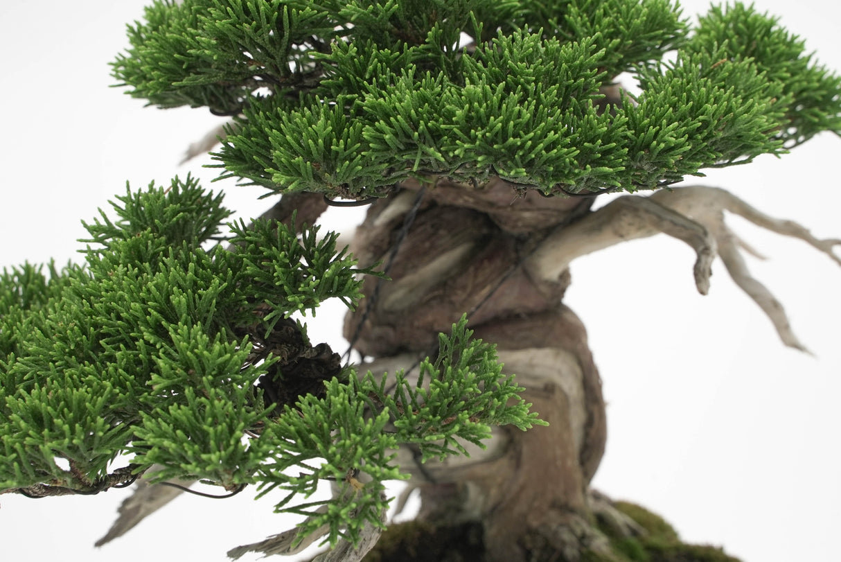 真柏 平松 No.005|小品盆栽