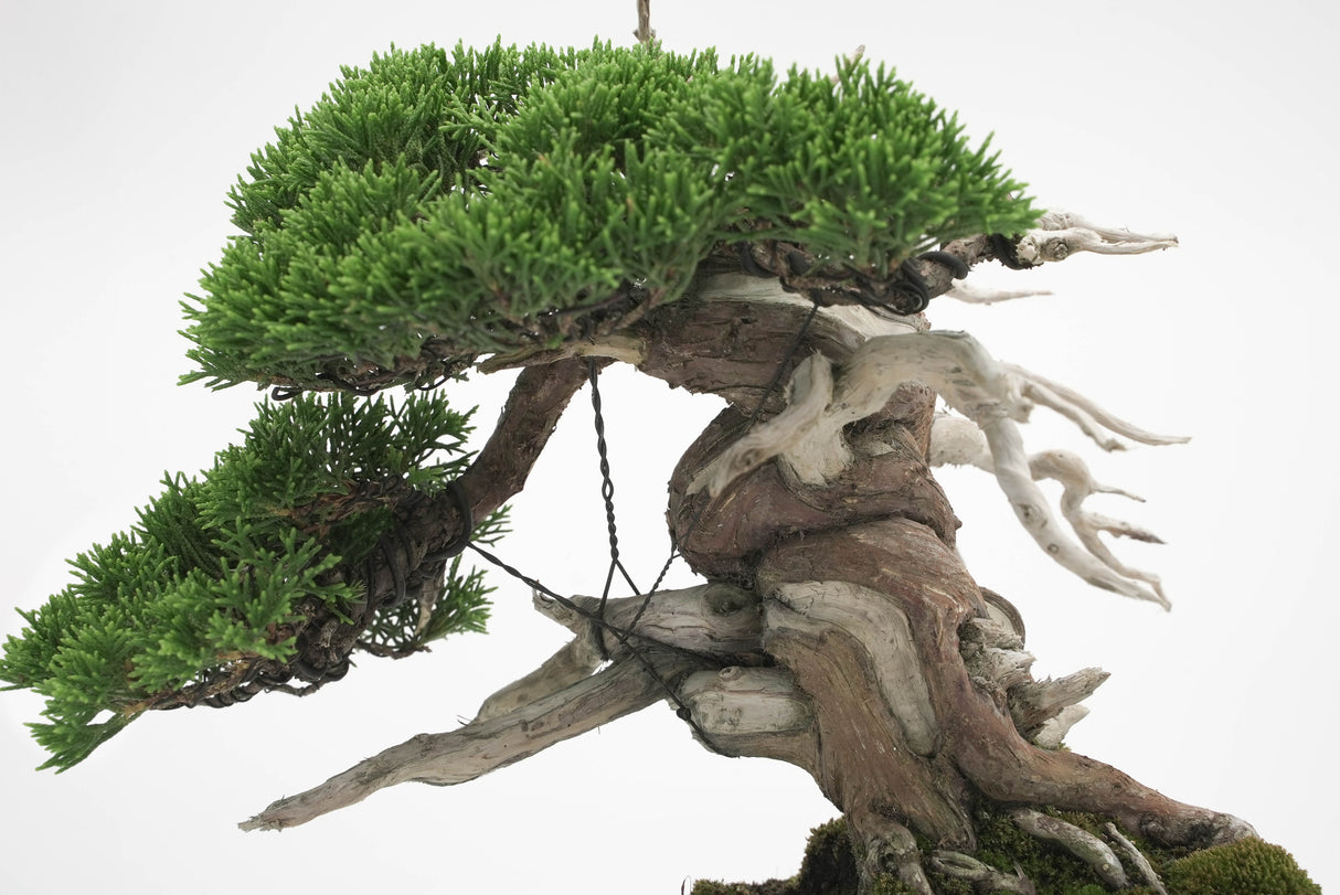 真柏 平松 No.005|小品盆栽