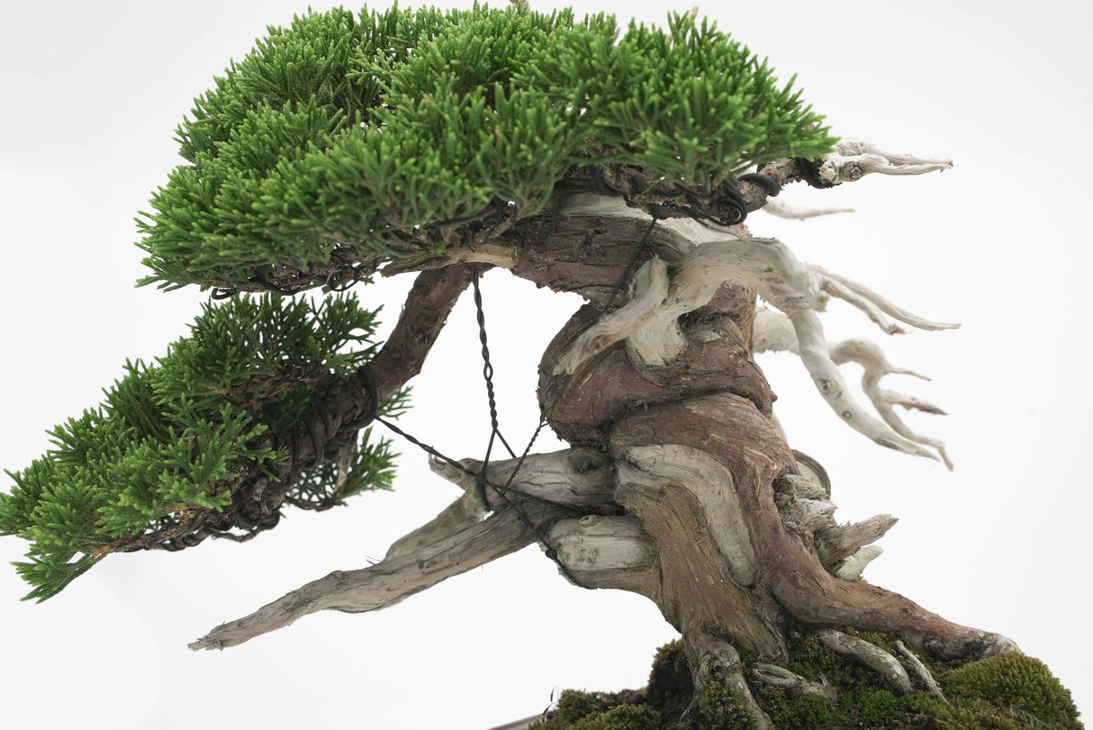 真柏 平松 No.005|小品盆栽