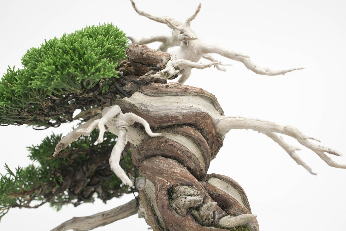 真柏 平松 No.005|小品盆栽